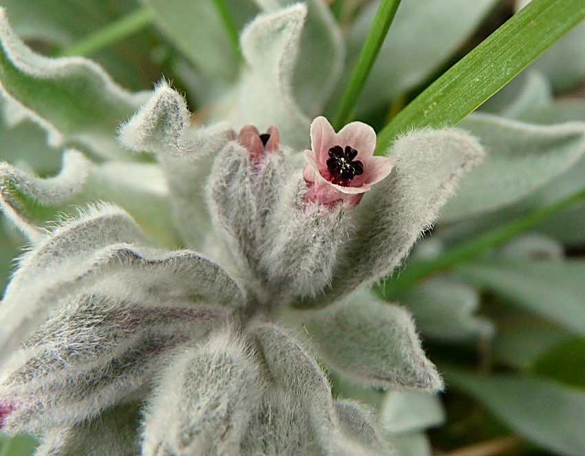 Cynoglossum cheirifolium